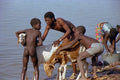 782063 Malian Boys Wash Their Goats In The Niger River A4 Photo Print