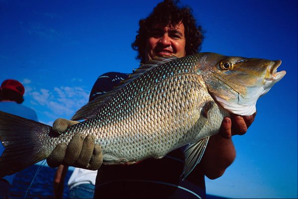 782092 Angler Holding Spangled Emperor A4 Photo Print