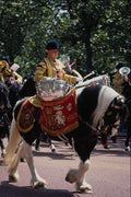 783041 Trooping The Colors, One Of The Drum Horses, 1992 A4 Photo Print