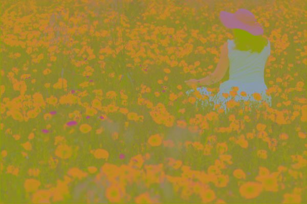 784032 Lady In Red Poppy Field A4 Photo Print