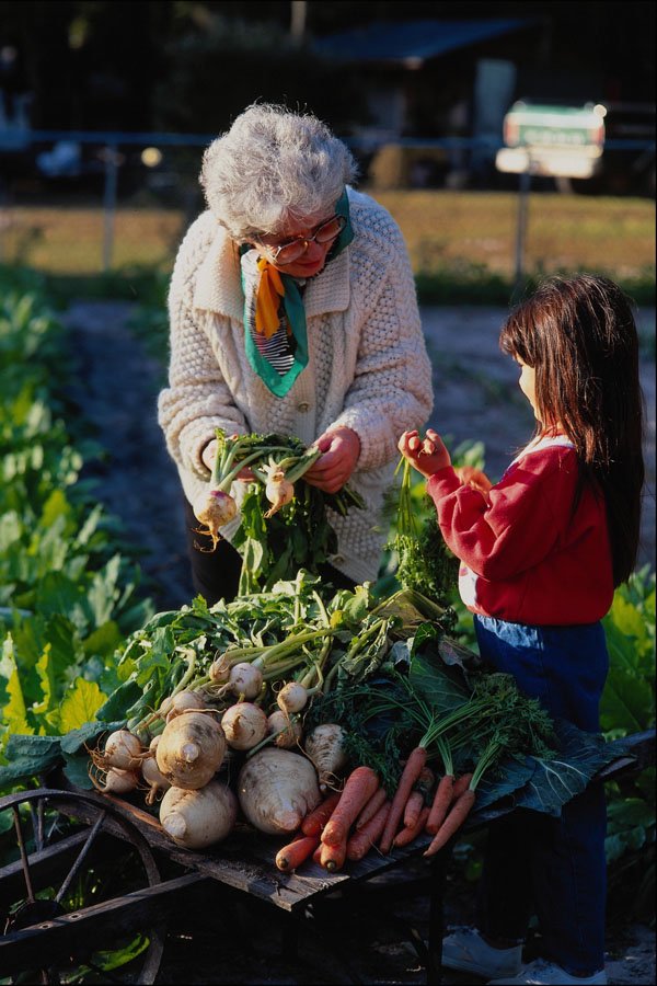 784047 Woman And Granddaughter, In Vegetable Garden A4 Photo Print