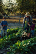 784052 Grandfather And Grandsons, In Vegetable Garden A4 Photo Print