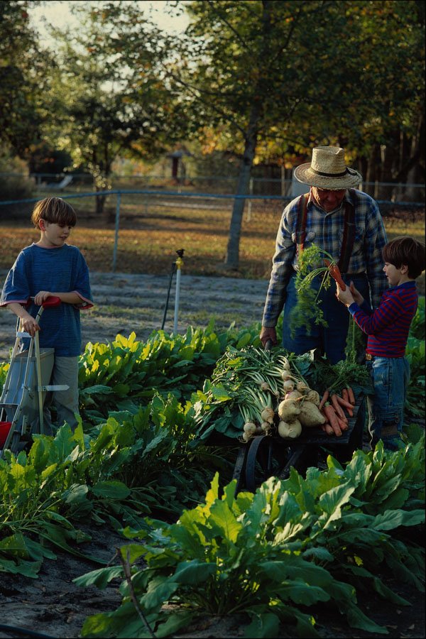 784052 Grandfather And Grandsons, In Vegetable Garden A4 Photo Print