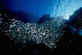 787001 Glass Fish A4 Photo Print
