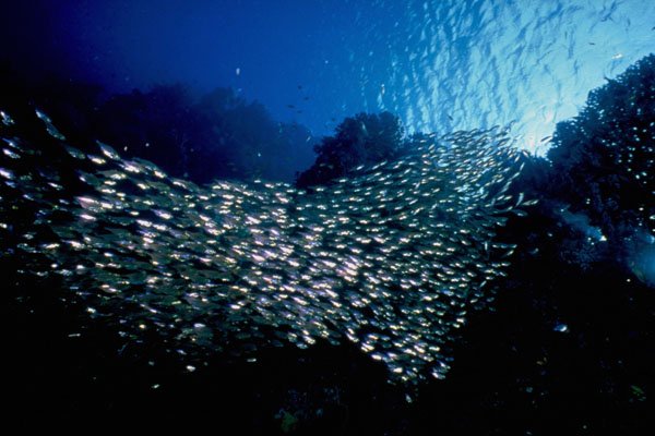787001 Glass Fish A4 Photo Print