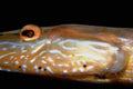 787002 Trumpet Fish, Bonaire, Netherlands Antilles A4 Photo Print