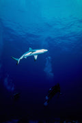 787003 Curious Two meter long Blacktip Shark Circles Divers A4 Photo Print