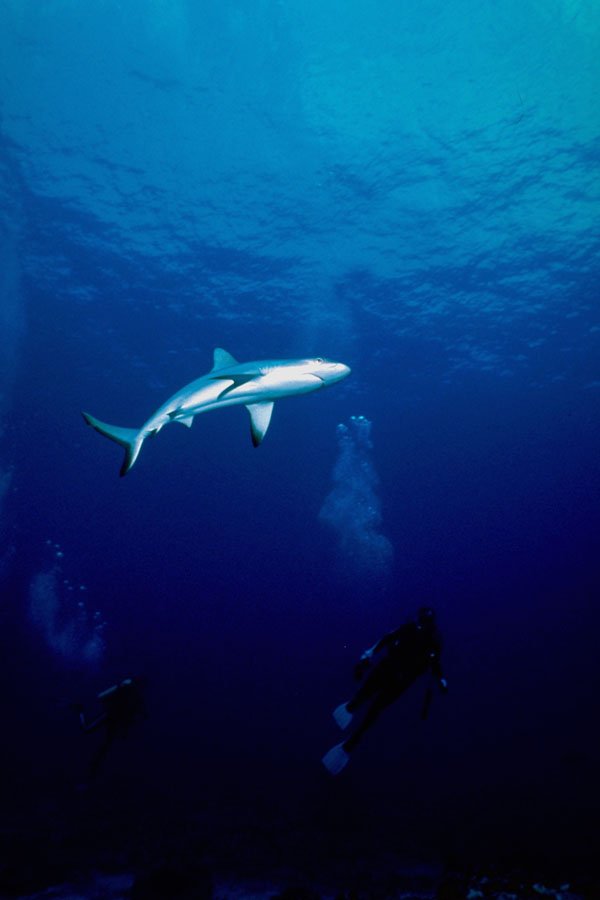 787003 Curious Two meter long Blacktip Shark Circles Divers A4 Photo Print