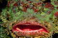 787004 Galapagos Scorpion Fish, The Largest In The World A4 Photo Print