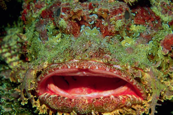 787004 Galapagos Scorpion Fish, The Largest In The World A4 Photo Print