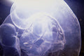 787005 Jellyfish A4 Photo Print