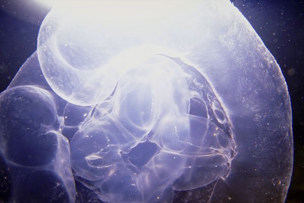 787005 Jellyfish A4 Photo Print