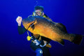 787006 Diver Feeding A Grouper, Madeira Island A4 Photo Print