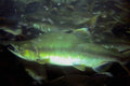 787007 Salmon Hatchery, Juneau, Alaska, U.S.A., Salmon Swimming Upstream A4 Photo Print