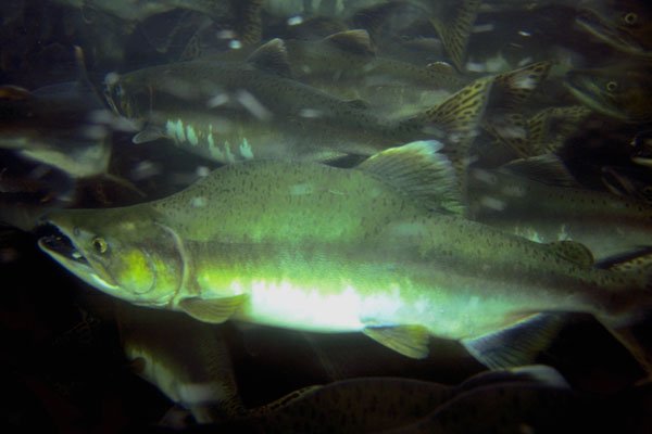 787007 Salmon Hatchery, Juneau, Alaska, U.S.A., Salmon Swimming Upstream A4 Photo Print