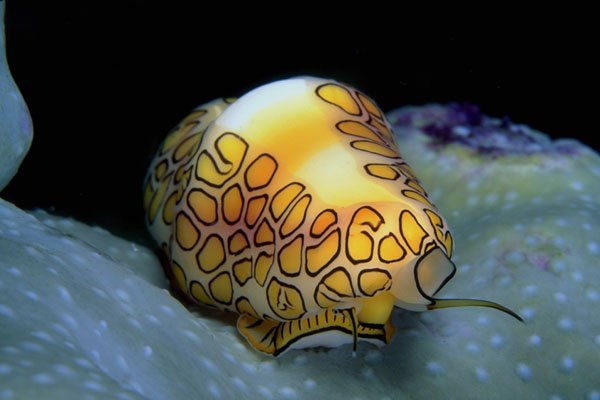 787009 A Miniature Flamingo Tongue Crawls Across The Soft Coral A4 Photo Print