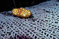 787010 A Flamingo Tongue Shell Feeds On A Purple Sea Fan A4 Photo Print
