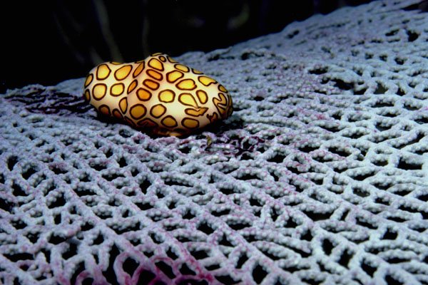 787010 A Flamingo Tongue Shell Feeds On A Purple Sea Fan A4 Photo Print