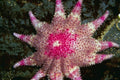 787012 Pink And White Starfish, Puget Sound, Washington State, U.S.A. A4 Photo Print