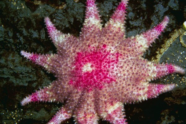 787012 Pink And White Starfish, Puget Sound, Washington State, U.S.A. A4 Photo Print