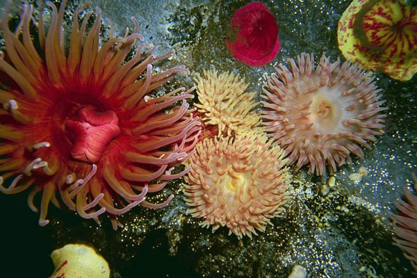 787013 Mixed Anemones, Puget Sound, Washington State, U.S.A. A4 Photo Print