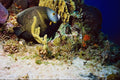 787014 Angel Fish A4 Photo Print
