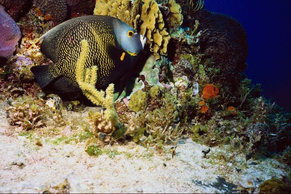 787014 Angel Fish A4 Photo Print