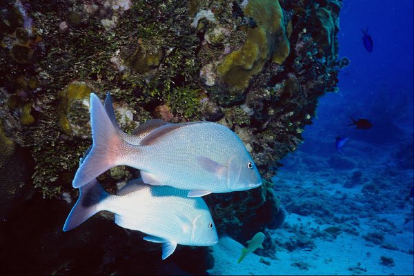 787015 Coral And Fish A4 Photo Print