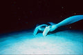 787017 Manta Birostris Feeding, Little Cayman A4 Photo Print