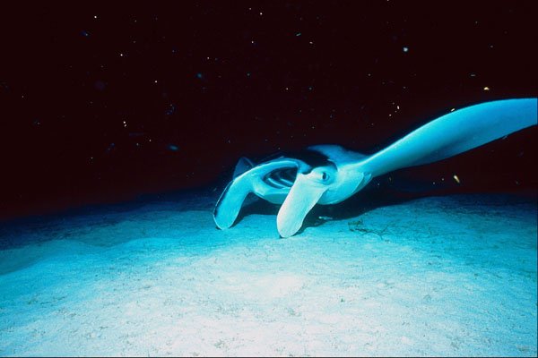 787017 Manta Birostris Feeding, Little Cayman A4 Photo Print
