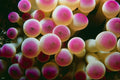 787018 Sea Anemone Close up, Condylactis Gigantea, Bonaire A4 Photo Print
