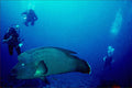 787037 Divers With Humheaded Wrasse, Red Sea, Egypt A4 Photo Print