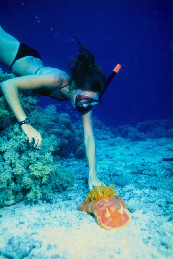 787038 Snorkeling With Giant Spanish Dancer Nudibranch, Philippines A4 Photo Print