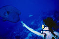 787039 Diver Hand Feeding Humheaded Wrasse, Red Sea, Egypt A4 Photo Print