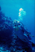 787040 Diver On Great Barrier Reef, Australia A4 Photo Print