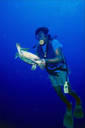 787041 Diver With Hawksbill Turtle, Palau, Caroline Islands A4 Photo Print
