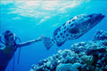 787042 Diver With Giant Potato Cod, Great Barrier Reef, Australia A4 Photo Print