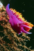 787043 Spanish Shawl Nudibranch, Santa Cruz Island A4 Photo Print