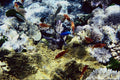 787044 Underwater, Great Barrier Reef, Australia A4 Photo Print
