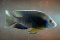 787045 African Cyclid, Freshwater Fish From Lake Malawi, Africa A4 Photo Print