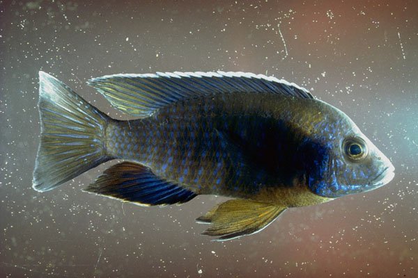 787045 African Cyclid, Freshwater Fish From Lake Malawi, Africa A4 Photo Print