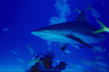 787048 Shark Circling Diver, Fins Down, Attack Position A4 Photo Print