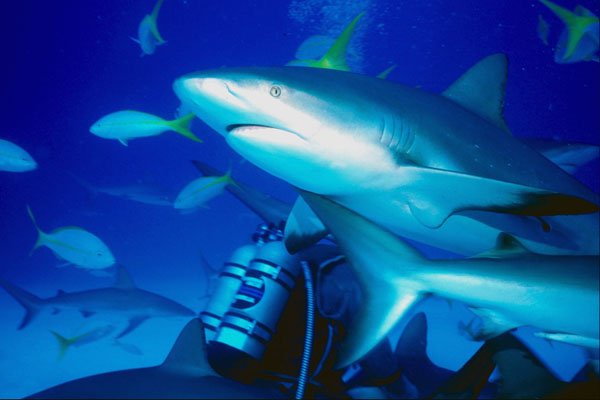 787049 Sharks Circling Diver, Non attack Posture A4 Photo Print