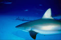 787051 Pregnant Female Shark, From Behind A4 Photo Print