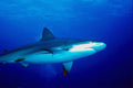 787052 Shark Circling Above Camera A4 Photo Print