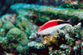 787053 Black Sided Hawkfish A4 Photo Print