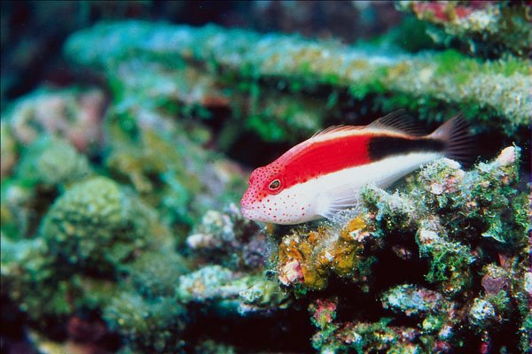 787053 Black Sided Hawkfish A4 Photo Print