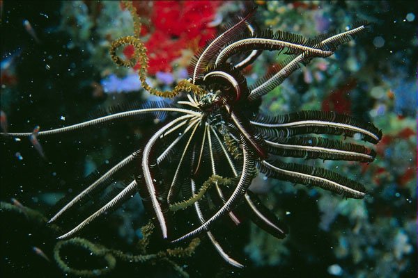 787054 Feather Starfish A4 Photo Print