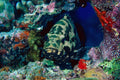 787055 Potato Cod A4 Photo Print