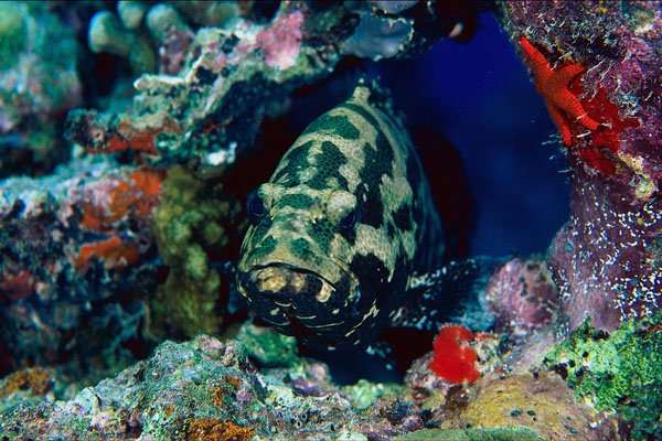 787055 Potato Cod A4 Photo Print